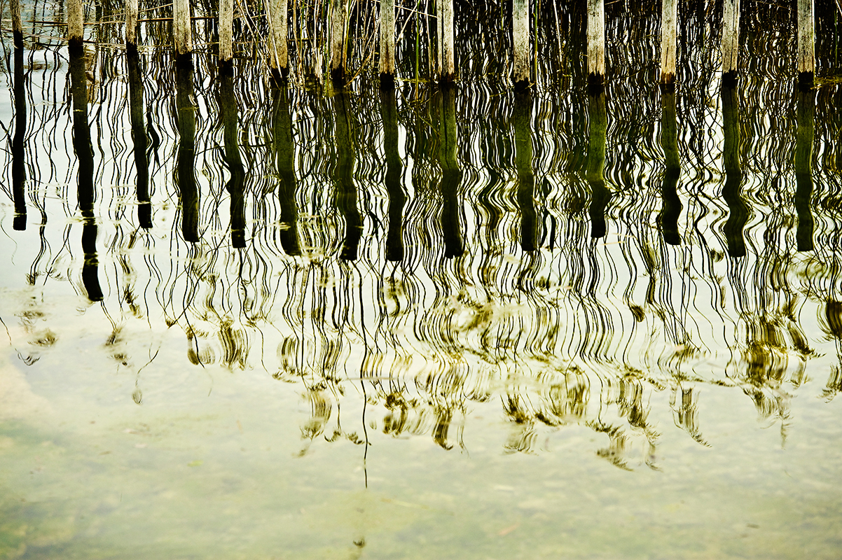 005Schilf 2 Kopie Kopie